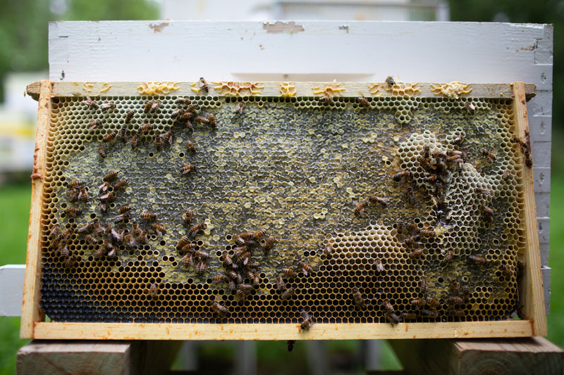 St Tikhon's Monastery Honey