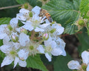 St Tikhon's Monastery Raw Honey