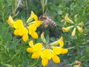 St Tikhon's Monastery Raw Honey