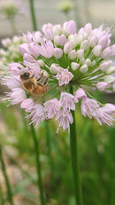 St Tikhon's Monastery Raw Honey