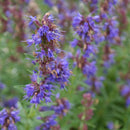 Hyssop Incense 1.6 oz