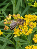 St Tikhon's Monastery Honey