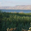 Nazareth Incense 1.6 oz