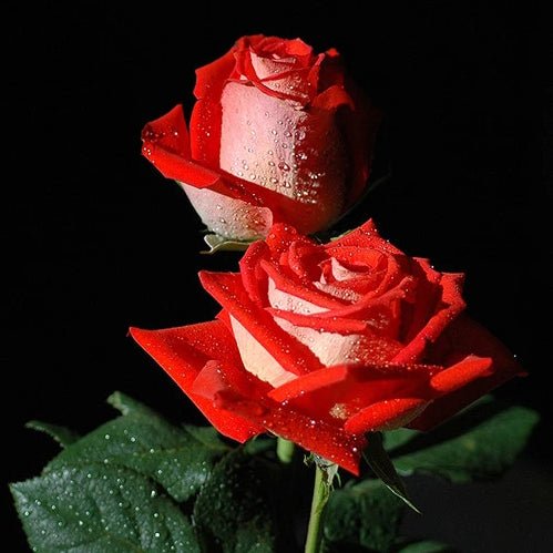 Rose Incense 6oz